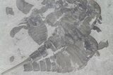 Plate of Eurypterus (Sea Scorpion) Fossils - New York #179502-3